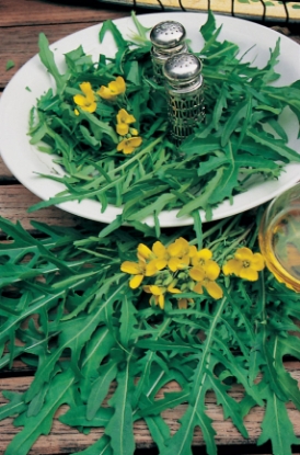 Picture of Rocket Wild